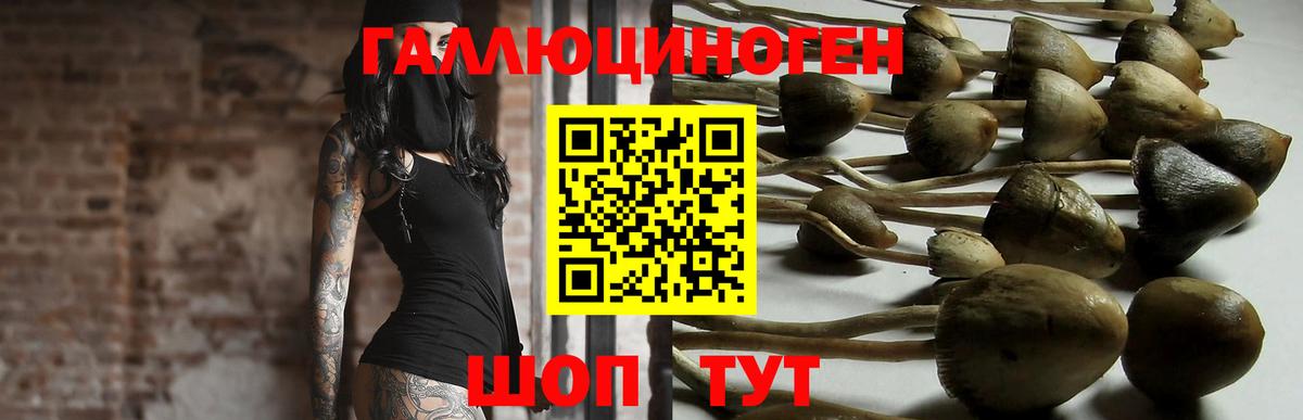 Псилоцибиновые грибы Psilocybine cubensis Ликино-Дулёво